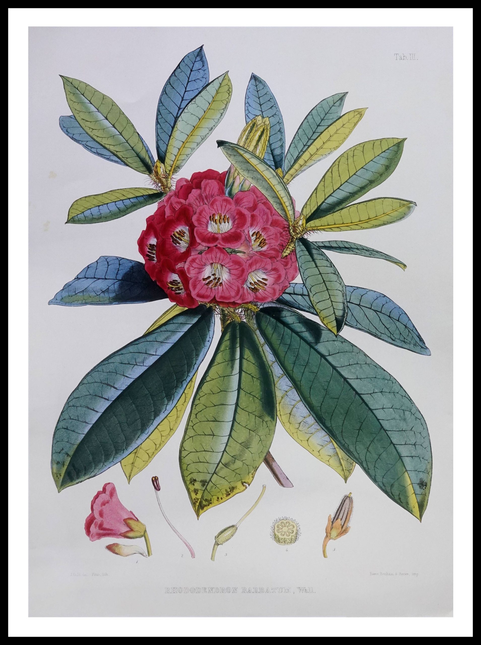 PTR JDH05 Rhododendron Barbatum (Antique Prints)